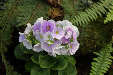 Seradaki bir kış çiçeğinin ışıltısı