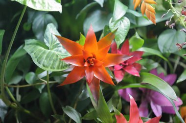 Seradaki bir kış çiçeğinin ışıltısı