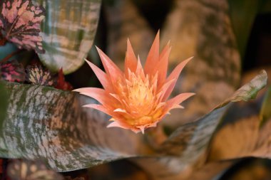 Seradaki bir kış çiçeğinin ışıltısı