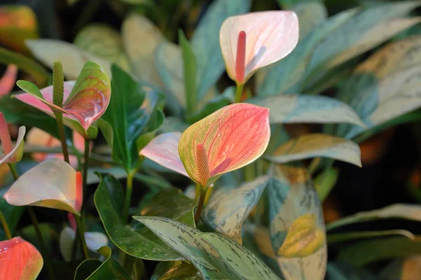 温室での冬の花の明るい開花 — ストック写真