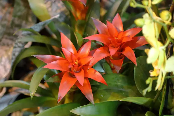 Flor brilhante de uma flor de inverno em uma estufa — Fotografia de Stock