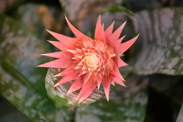 Bright bloom of a winter flower in a greenhouse — Stock Photo, Image