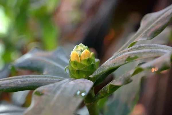 Bright bloom of a winter flower in a greenhouse — Stock Photo, Image