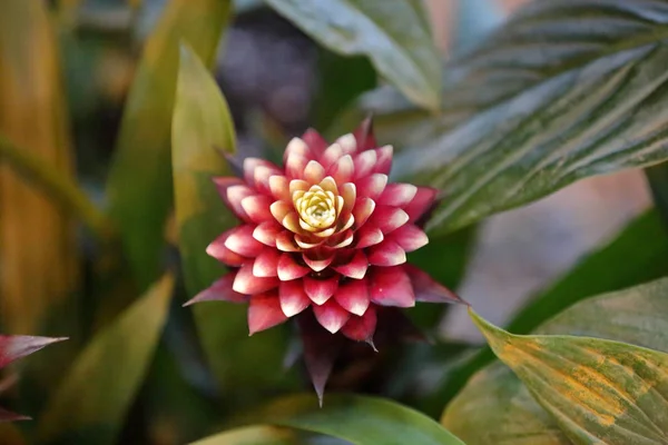 Bright bloom of a winter flower in a greenhouse — Stock Photo, Image