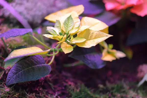 温室での冬の花の明るい開花 — ストック写真