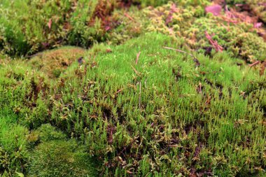 Gösterişli doğal yosun deseni