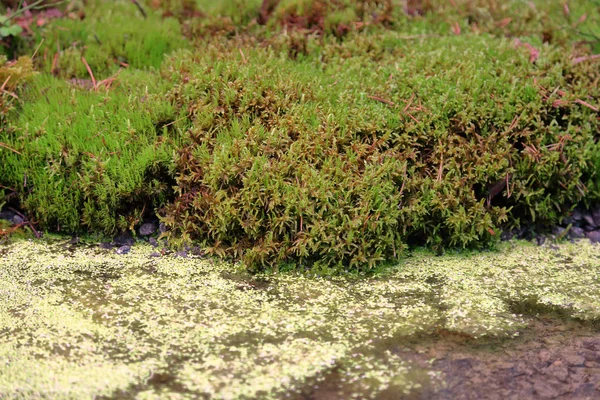 Причудливый яркий естественный мох — стоковое фото