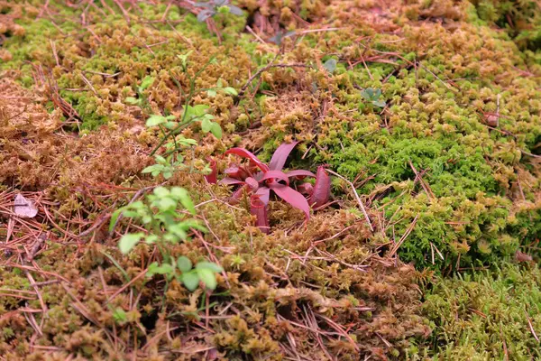 奇形怪状的自然苔藓图案 — 图库照片