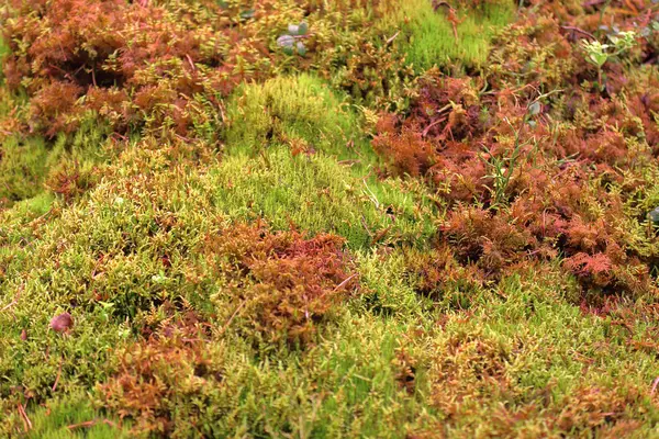 奇形怪状的自然苔藓图案 — 图库照片