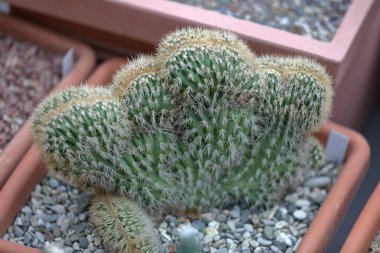 Nadir yeşil egzotik iç kaktüs.