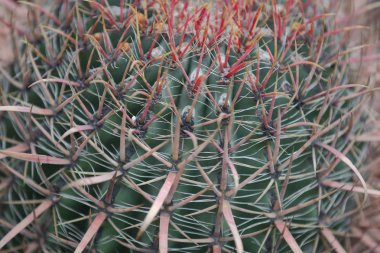 Nadir yeşil egzotik iç kaktüs.