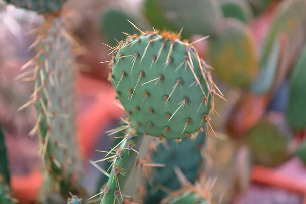 Cactus exóticos interiores raros verdes —  Fotos de Stock