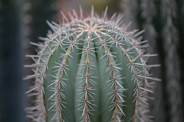 Рідкісний зелений екзотичний внутрішній кактус — стокове фото