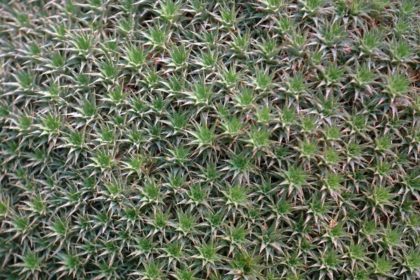 Sjældne grønne eksotiske indvendige kaktus - Stock-foto