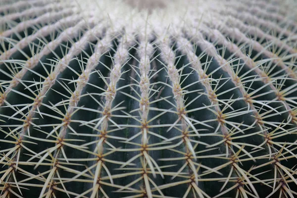 Cactus exóticos interiores raros verdes — Foto de Stock