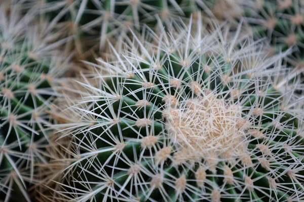 Cactus exóticos interiores raros verdes — Foto de Stock