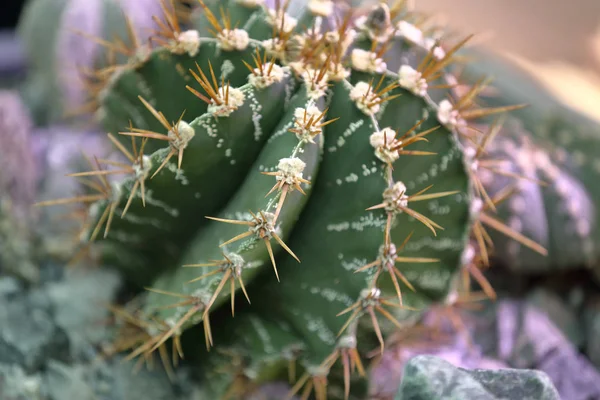 Cactus exóticos interiores raros verdes —  Fotos de Stock