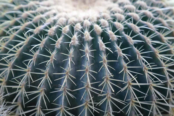 Cactus exóticos interiores raros verdes —  Fotos de Stock