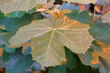 Büyük bir yeşil bitki kalın sulu yaprak