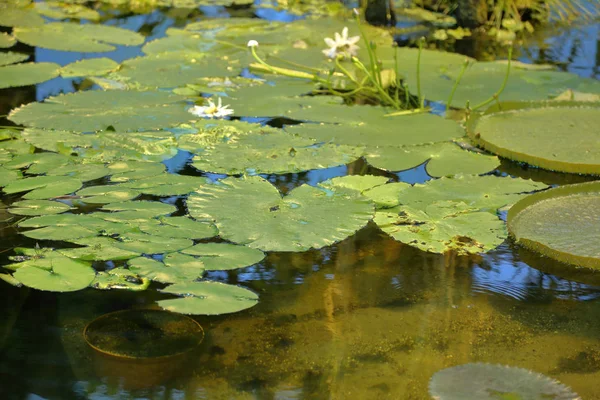 Folhas verdes brilhantes de lírio de água — Fotografia de Stock