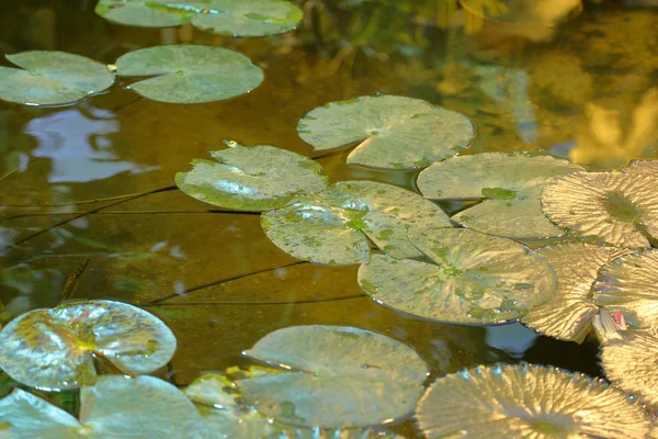 Leuchtend grüne Blätter der Seerose — Stockfoto