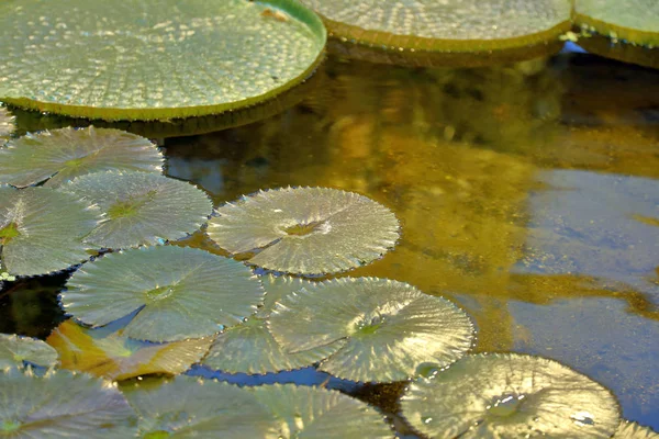 Heldere groene bladeren van waterlelie — Stockfoto