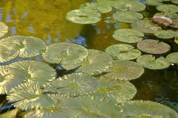 Bright green leaves of water lily — Stock Photo, Image
