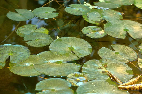 Heldere groene bladeren van waterlelie — Stockfoto