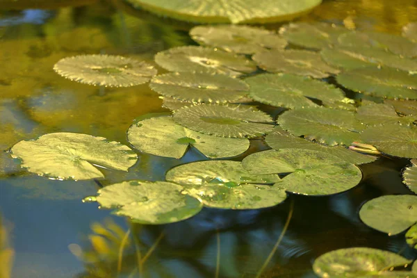 Ljusgröna blad av näckros — Stockfoto