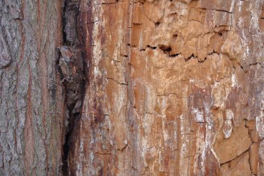 Ağaç kabuğunun dokusu