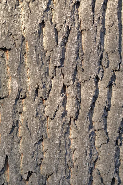 Textura de la corteza de un árbol —  Fotos de Stock