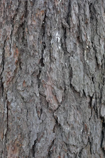 Texture of the bark of a tree — Stock Photo, Image