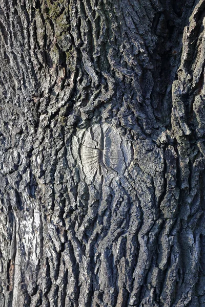 Texture of the bark of a tree — Stock Photo, Image