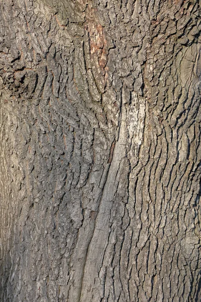 Textur av barken på ett träd — Stockfoto