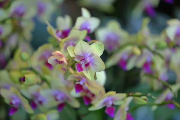 La flor brillante de la flor invernal en el invernadero — Foto de Stock