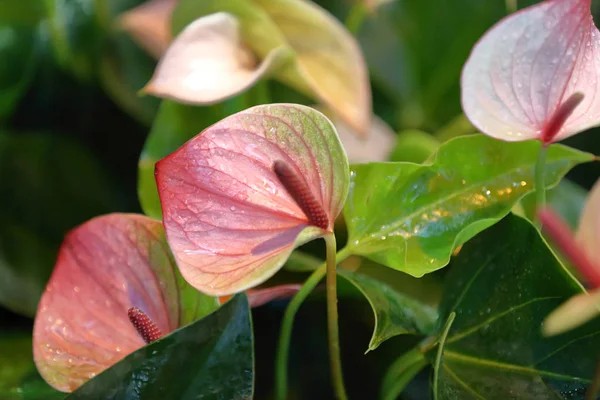 Ljus blomning av en vinterblomma i ett växthus — Stockfoto