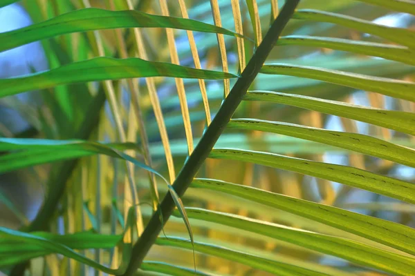Narrow green leaf of palm tree — 스톡 사진