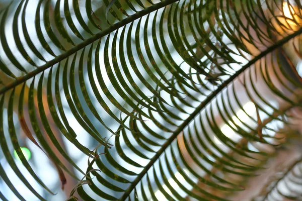 Narrow green leaf of palm tree — 스톡 사진