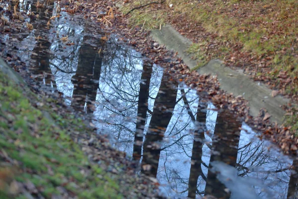 Reflection of a tree in the water of a shallow stream — Stock Photo, Image