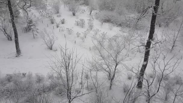 Witte Sneeuw Zonder Wind Valt Een Winter Stadspark — Stockvideo