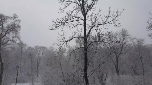 冬の都市公園に風のない白い雪が降る — ストック動画