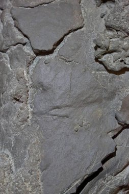 Jeoloji müzesindeki doğal taş dokusu.