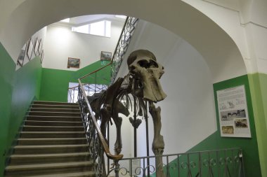 Zooloji Müzesi adını Lomonosov 'dan almıştır. Moskova, Rusya