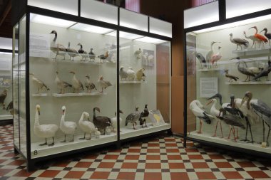 Zooloji Müzesi adını Lomonosov 'dan almıştır. Moskova, Rusya