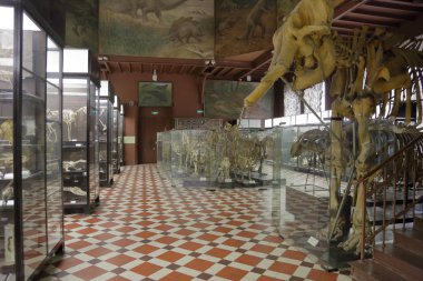 Zooloji Müzesi adını Lomonosov 'dan almıştır. Moskova, Rusya