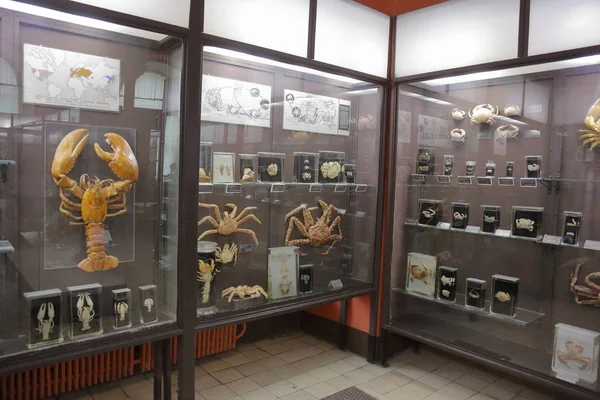 Zoölogisch Museum vernoemd naar Lomonosov. Moskou, Rusland — Stockfoto