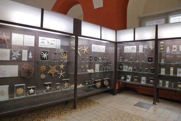 Zoological Museum named after Lomonosov. Moscow, Russia — 스톡 사진