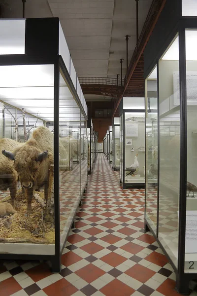 Zoölogisch Museum vernoemd naar Lomonosov. Moskou, Rusland — Stockfoto