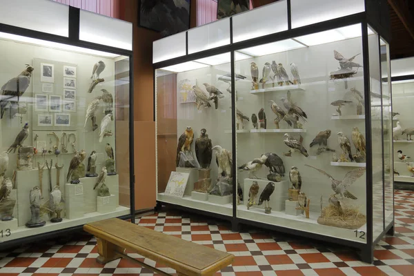 Ζωολογικό Μουσείο πήρε το όνομά του από τον Λομονόσοφ. Μόσχα, Ρωσία — Φωτογραφία Αρχείου