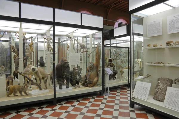 Zoologické muzeum pojmenované po Lomonošovovi. Moskva, Rusko — Stock fotografie